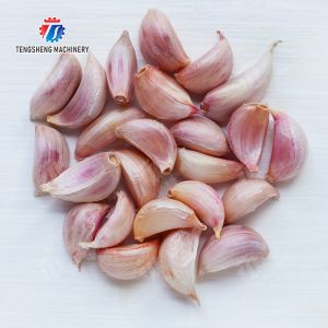 Buy cheap Garlic splitting machine minced garlic processing production Line from wholesalers