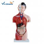 Buy cheap 42cm Female Human Torso Model 15 Parts Educational Model CE Approved from wholesalers