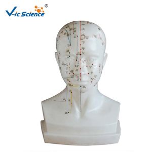 Buy cheap Medical Model Human Head Acupuncture Model for Teaching Mode product
