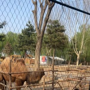 Buy cheap Black Oxidized Steel Rope Net For Animal Enclosure Mesh from wholesalers