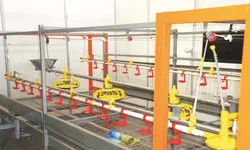 Accuracy 2g Chicken Feeding Line PLC Automatic Broiler Feeding System