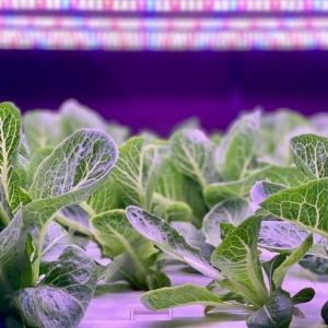 Buy cheap Large Multi-Span Shipping Container Greenhouse for Hydroponic Vertical Farming System from wholesalers