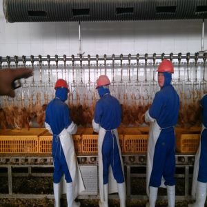 Buy cheap Halal Poultry Automatic Abattoir Chicken Slaughtering Processing Scalding Plucking Machine from wholesalers
