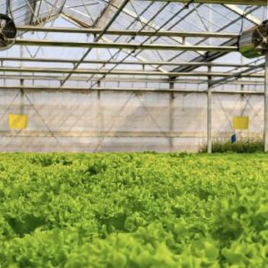 Buy cheap Hollow Roof Hydroponic Greenhouse for Flower Cultivation Shipping Cost and Samples from wholesalers