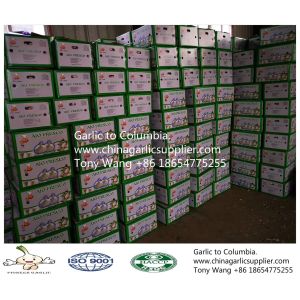 Buy cheap 2019 China garlic to Columbia. new crop with good price. from wholesalers