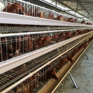 Buy cheap Q235 Bridge Steel A Frame Layer Chicken Cage For Chicken Farm from wholesalers