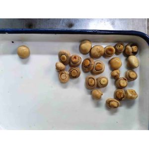 Buy cheap Sliced Tin Canned Champignon Mushroom with Water from wholesalers