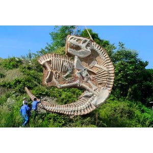 Buy cheap Realistic Complete Dinosaur Fossil , Simulation Full Dinosaur Skeleton from wholesalers