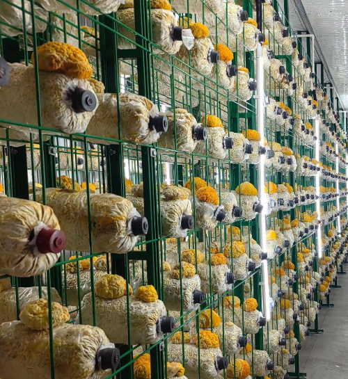 Buy cheap 5000-Bag Mushroom Container Farm with Climate Control from wholesalers