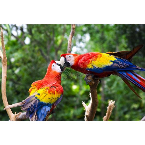 Animatronic Scarlet Macaw With Hairy , Life Size Models Of Animals