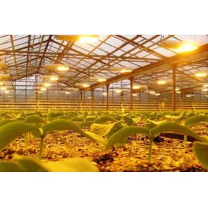 Buy cheap Tomato Cucumber Lettuce Growing System Gross Weight 2000.000kg Request Customization from wholesalers