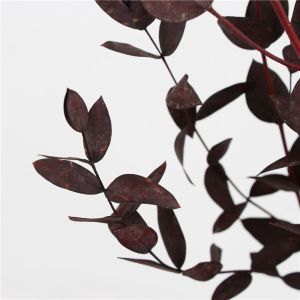 Buy cheap Artificial Dried Eucalyptus Plant , Preserved Silver Dollar Eucalyptus from wholesalers