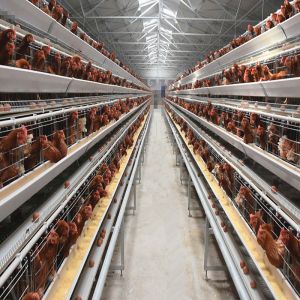 Buy cheap Hot Dip Galvanized H Type Automatic Layer Chicken Cage System from wholesalers