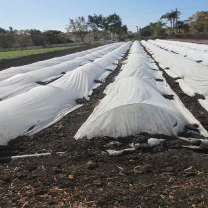 Buy cheap 200gsm Agriculture Mulching Sheet PP Non Woven Material from wholesalers