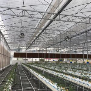Buy cheap Multi Span Polytene Film Agricultural Greenhouse with Automatic Controlling System from wholesalers