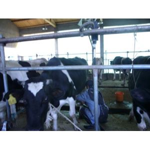 Fish bone Pipeline Herringbone Milking System 4KW 380V / 50Hz