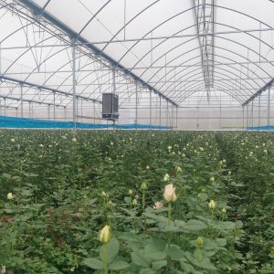 Buy cheap Cooling System Poly Multi Span Greenhouse Automatic For Vegetables from wholesalers