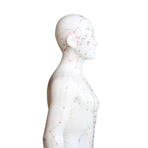 Versatility Various Acupuncture Techniques Body Model Weighing Approximately 5kg
