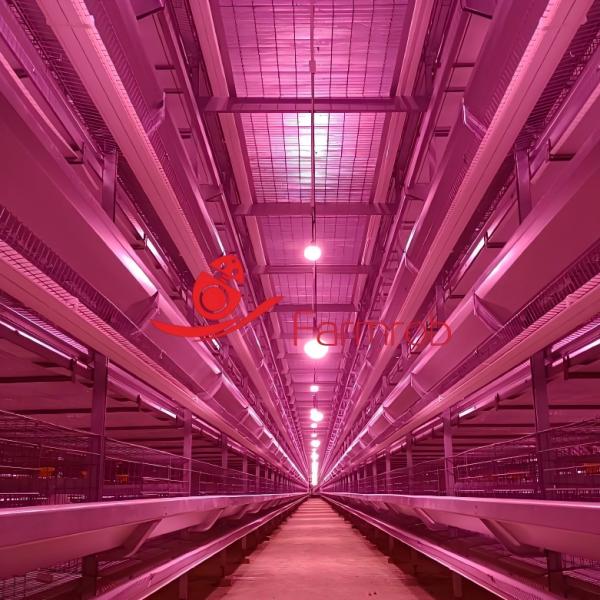 Buy cheap Precision Manufacturing Layer Chicken Cage System with Automatic Drinking System for UAE Farms from wholesalers