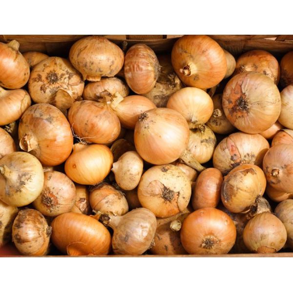 Brain Refreshing Natural Spicy Yellow Spring Onions