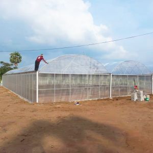 Continuous Structure Multiple Bays Connected Multi Span High Tunnel Greenhouse
