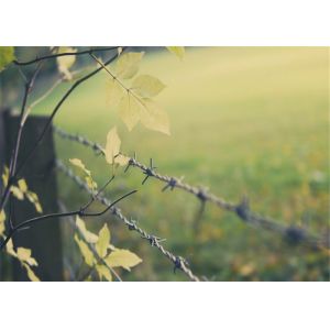 Buy cheap Galvanized 1.6mm Diameter Concertina Razor Barbed Wire 8kg Weight In Coil from wholesalers