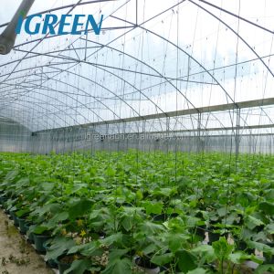 Buy cheap Multi-Span Agricultural Greenhouse for Hydroponic Tomato and Optimal Irrigation System from wholesalers