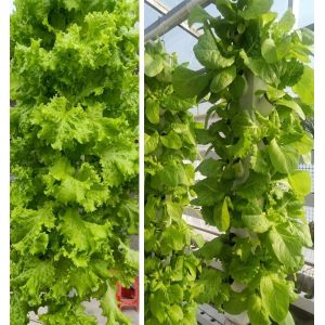 Buy cheap Intelligent Hydroponics Vertical Garden Planting Herbal Plants NFT Growing System from wholesalers
