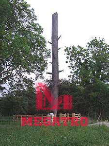 Buy cheap Dead Elm tree towe from wholesalers