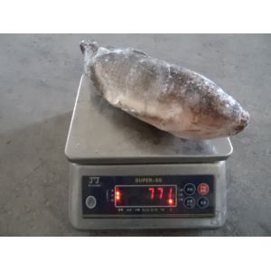 Buy cheap Oreochromis Niloticus Tilapia Whole Fish Tilapia GS from wholesalers