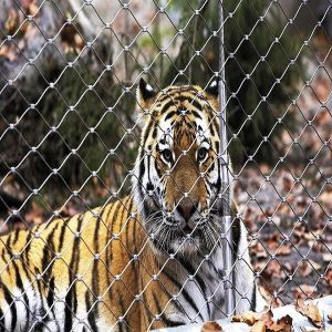 Buy cheap High Tensile Inox Cable Mesh For Tiger & Lion product