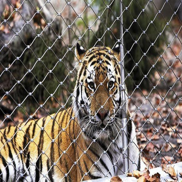 Buy cheap High Tensile Inox Cable Mesh For Tiger & Lion from wholesalers