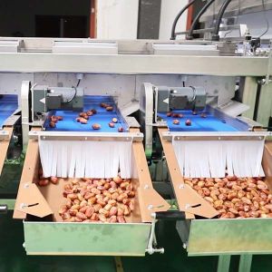 Buy cheap Advanced Sorting Precision 2.0 Tons Capacity 8-Lane Palm Dates Sorting Machine with CE MD ISO9001 Certificates from wholesalers