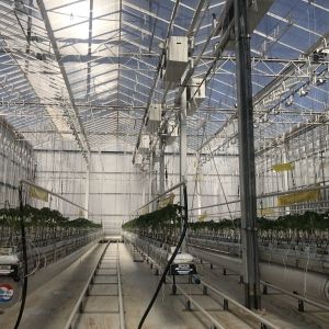 Experiment teaching tomato growing in glass greenhouse