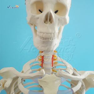 170cm Plastic Anatomical Skeleton Model Human Body Anatomical Teaching Model