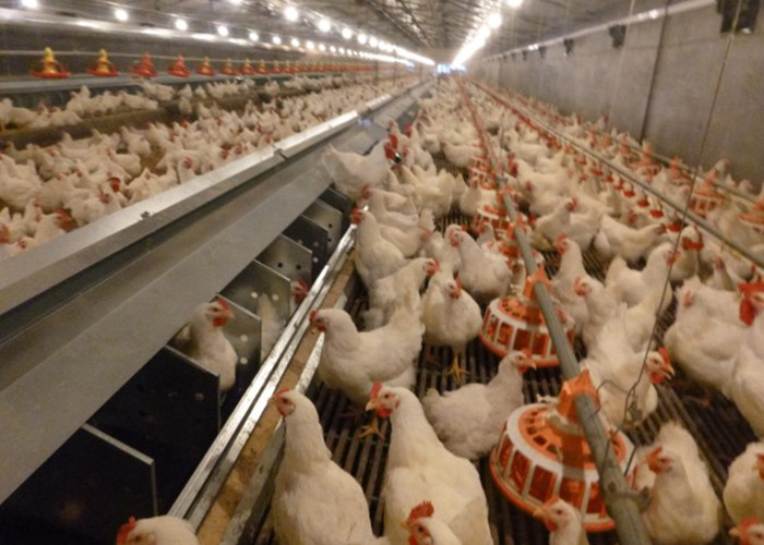 Buy cheap 860mm Width Poultry Egg Collection System Automatic Chicken Egg Collector ISO9001 from wholesalers
