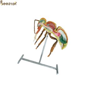 Buy cheap Apiculture Tools Beekeeping Equipment 60cm 110cm Height bee anatomy model from wholesalers