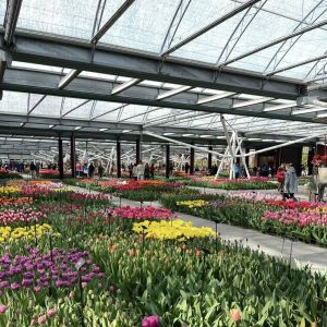 Buy cheap Multi Shading Screen Hydroponic Glass Greenhouse for Flowers within US JX-A00249 from wholesalers