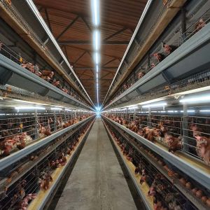 Buy cheap Professional Chicken Farming Equipment Layer Battery Cages from wholesalers