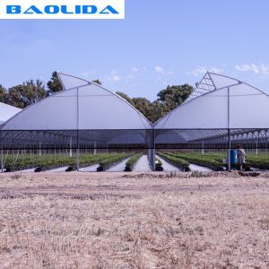Buy cheap High Multi Span Strong Plastic Greenhouse Saw Tooth Roof Ventilation from wholesalers
