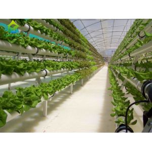 Buy cheap Environment Friendly Soilless Hydroponic System 75*50mm NFT Lettuce System from wholesalers