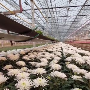 Buy cheap Multi-Span Glass Greenhouse Hydroponic System for Optimal Vegetable Growth Conditions from wholesalers