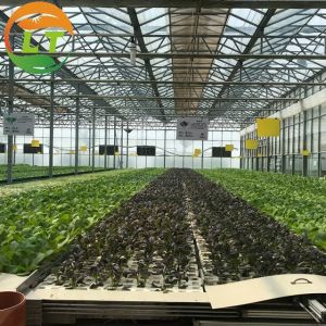 Buy cheap Quick Construction Vegetables Growing Greenhouse with Complete Multi Span Design from wholesalers