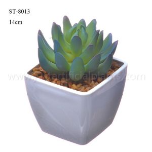 Buy cheap Natural Looking Artificial Succulents Plastic Potted Table Plant Ornamental from wholesalers
