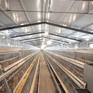 Buy cheap High Quality A Frame Brooding Chicken Cage Pullet Cage With Electro-Galvanized product