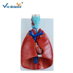 Buy cheap Larynx Heart And Lung 36x23x12CM Human Anatomical Model from wholesalers
