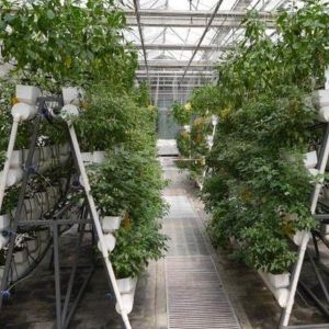 Buy cheap Experiment teaching tomato growing in glass greenhouse from wholesalers