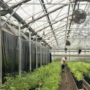 Buy cheap Light Deprivation Automatic Blackout Greenhouse Height 2.8-5m from wholesalers