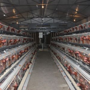Buy cheap A Type Layer Chicken Battery Cage In Poultry Farm 3 Tiers 4 Tiers from wholesalers