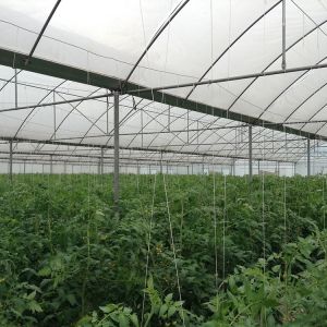 Buy cheap Strong Structure Heavy Duty Plastic Greenhouse / Plastic Tomato Greenhouse from wholesalers